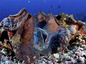 Giant Clam about 1M. by Iyad Suleyman 